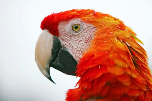 Head of macaw — Stock Photo, Image