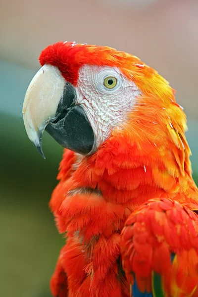 Amerika papağanı-ara — Stok fotoğraf