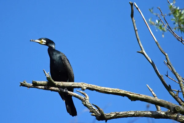 Corvo-marinho negro — Fotografia de Stock