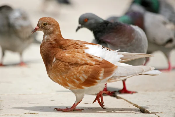 Pigeon brun — Photo