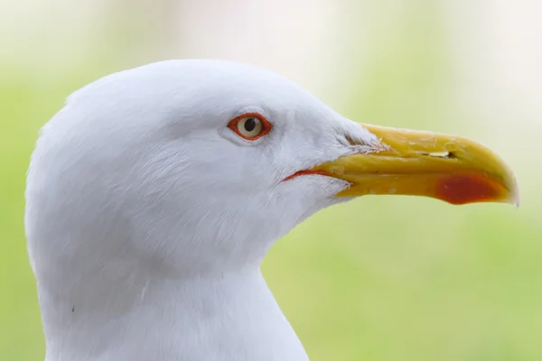Head of seagull — Stock Photo, Image