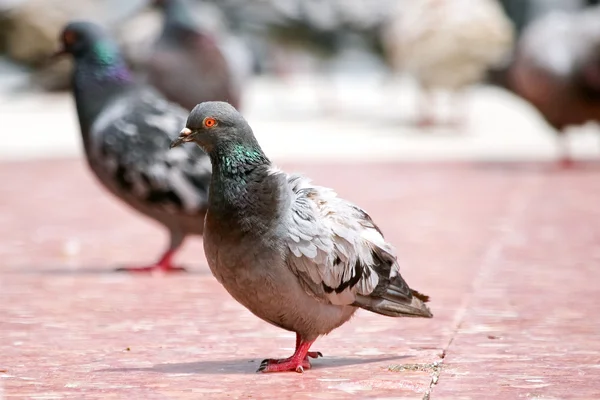 Kent Meydanı katta güvercin — Stok fotoğraf