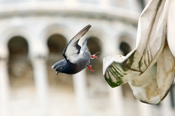 Dove takes off from the statue — Stock Photo, Image