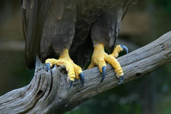Pies de águila —  Fotos de Stock