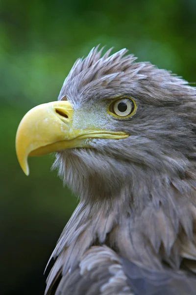 The head of an eagle — Stock Photo, Image