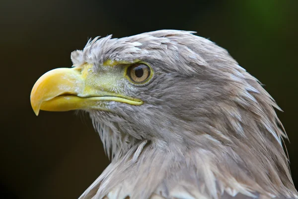 Eagle head — Stock Photo, Image