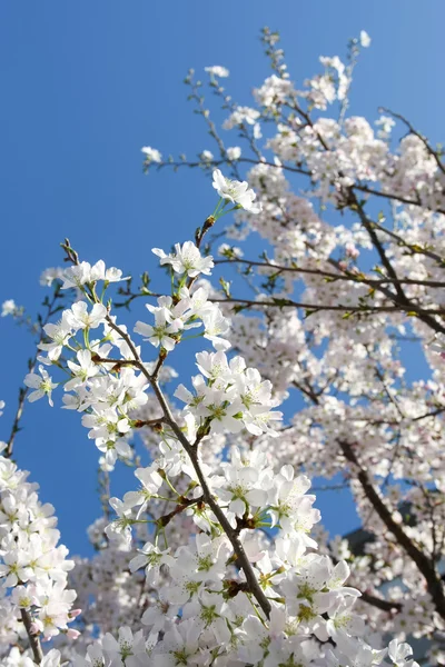 Stock image Spring burgeon