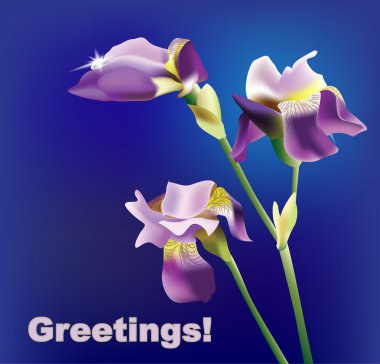 Realistic irises - vector background clipart