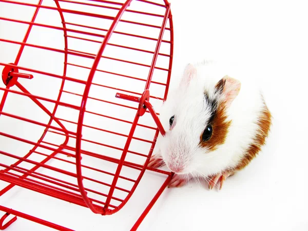Hamster e roda — Fotografia de Stock