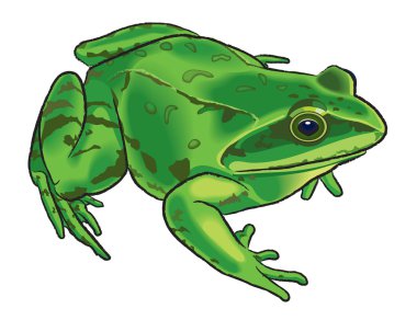 Drawing of a frog clipart