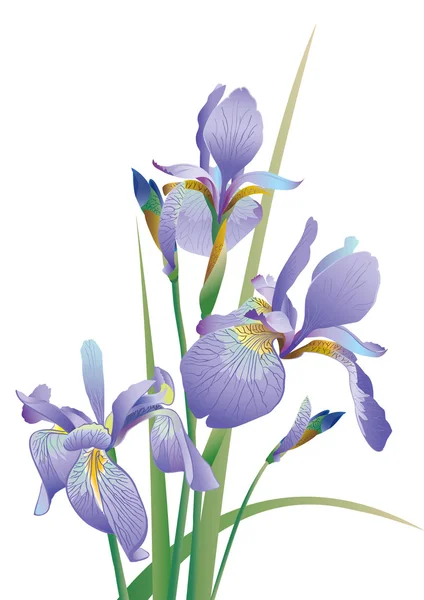 L'immagine del fiore su sfondo bianco Illustrazioni Stock Royalty Free