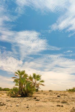 arka planda, kenya tarihi palms, yatay görüntüle