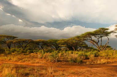 Landscape of Samburu before storm, Samburu, Kenya clipart