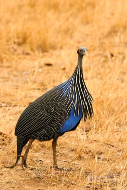 vulturine beçtavuğu, samburu, kenya