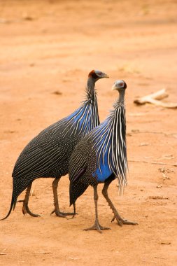 Vulturine Guineafowl, Samburu, Kenya clipart