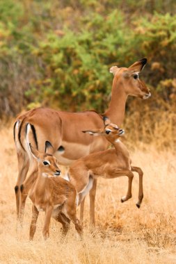 Female impala with young impalas, Samburu, Kenya clipart