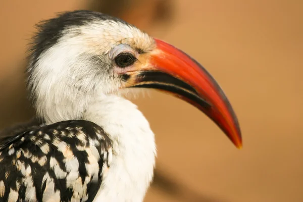 Potret Red-billed Hornbill (Tockus erythrorhynchus), Samburu, Kenya . — Stok Foto