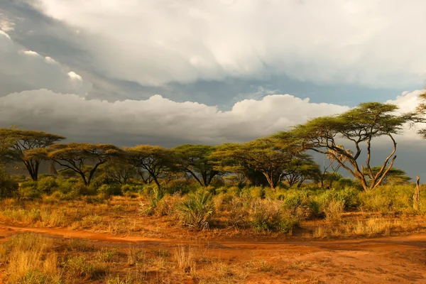 Paisaje de Samburu antes de la tormenta, Samburu, Kenia — Foto de Stock
