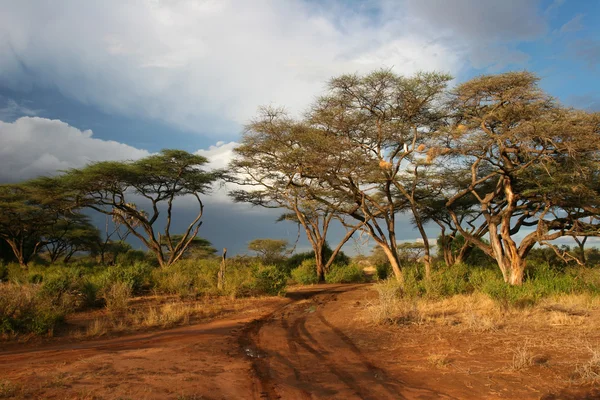 Landskapet i samburu före stormen, samburu, kenya — Stockfoto