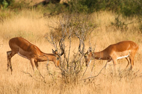 Kenya samburu Milli Park'ta iki dövüş impalas — Stok fotoğraf