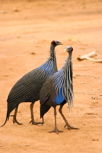 Vulturine 珍珠鸡，桑布鲁肯尼亚 — 图库照片