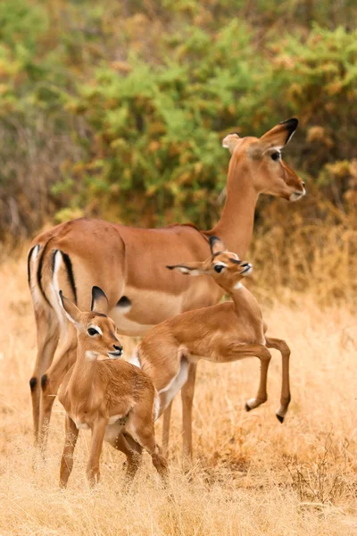 Női impala-val fiatal Impalák, Samburu, Kenyában — Stock Fotó