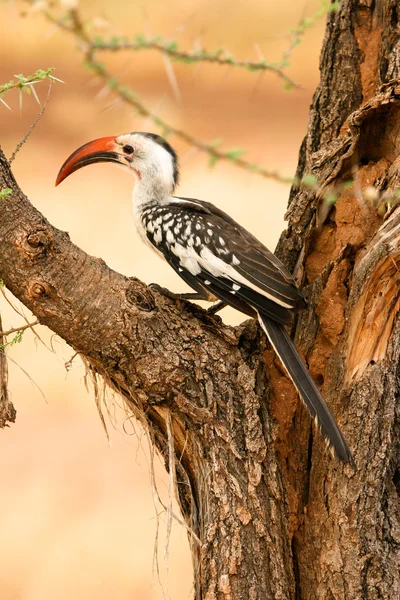 stock image Red-billed Hornbill in the tree, Samburu, Kenya