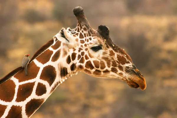 Girafa com pássaro pequeno, Samburu, Quênia — Fotografia de Stock