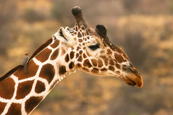 Jirafa con pajarito, Samburu, Kenia — Foto de Stock