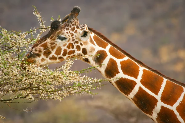 Zsiráf étkezési ága a fa, a Samburu, Kenyában — Stock Fotó