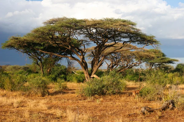 Landschaft von Samburu vor Sturm, Samburu, Kenia lizenzfreie Stockfotos
