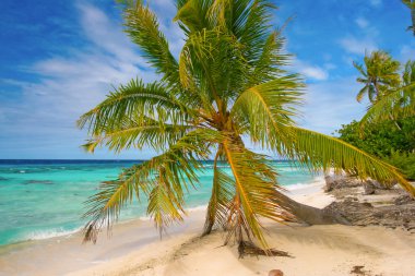 Palm tree, Fakarava, French Polynesia clipart