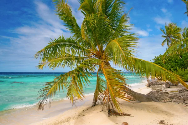 Пальмовое дерево, Фарава, Французская Полинезия — стоковое фото