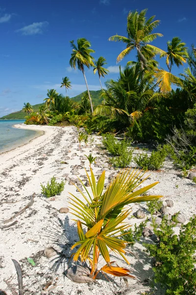 Spiaggia tropicale selvaggia solitaria a Maupiti, Polinesia Francese, Isole della Società — Foto Stock