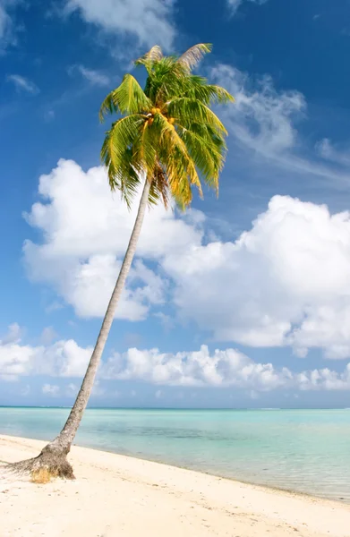 Пальма и пляж, Митити, Французская Полинезия — стоковое фото