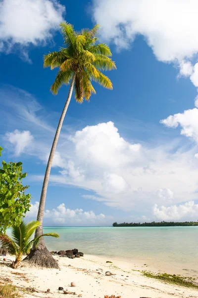 Пальмовое дерево, Мичити, Французская Полинезия — стоковое фото