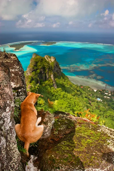 Cane sulla ripida montagna, Maupiti, Polinesia Francese — Foto Stock