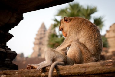 angkor wat, Kamboçya'da maymun