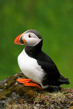 Puffin kaya, İzlanda