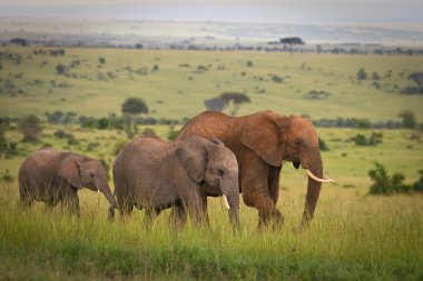 Filler aile geçiş otlak, masai mara, kenya