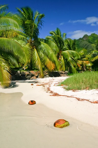 La playa en la isla paradisíaca Moorea, Polinesia Francesa — Foto de Stock
