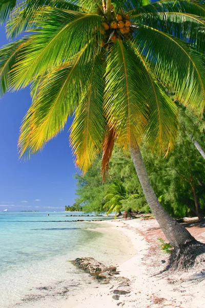 Palmera, Morea, Polinesia Francesa — Foto de Stock