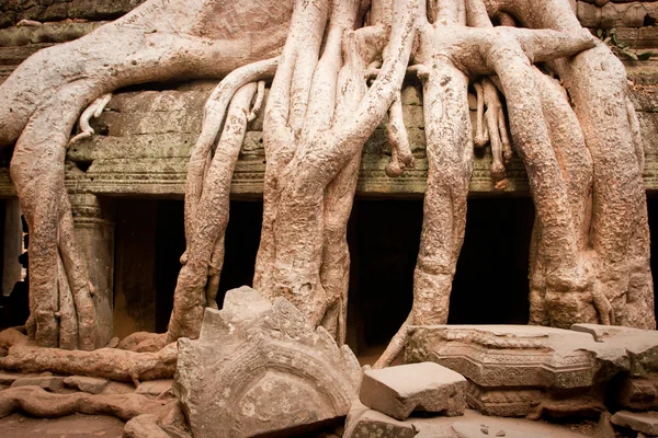 Raiz da árvore absorvendo as ruínas do Templo, Angkor Wat, Camboja — Fotografia de Stock