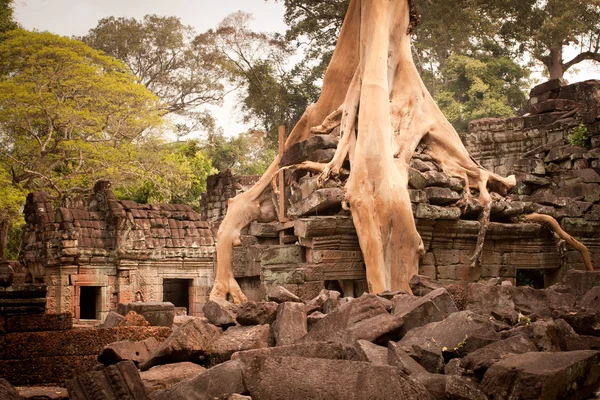 Ρίζα του δέντρου που απορροφά τα ερείπια του ναού — Φωτογραφία Αρχείου