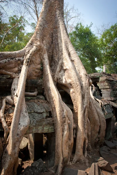 temple, angkor wat, Kamboçya'nın emici ağacın kökü