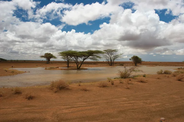 Перегляд пейзажу, з африканських дерев у фоновому режимі, Кенія — стокове фото
