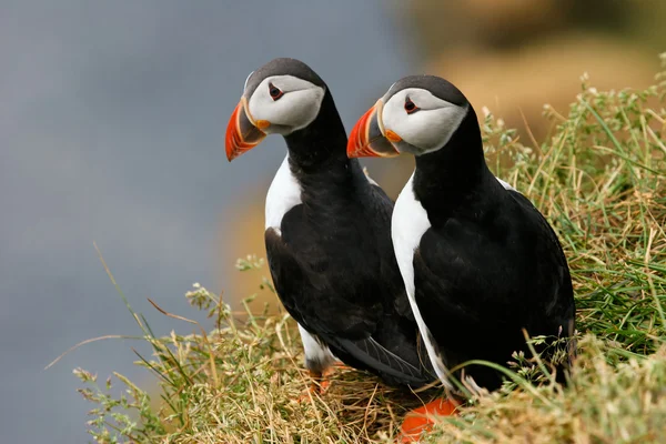 Dvě papuchalků na trávě, Island — Stock fotografie