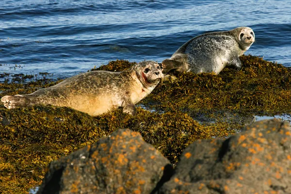Два тюленя на скале, Исландия — стоковое фото