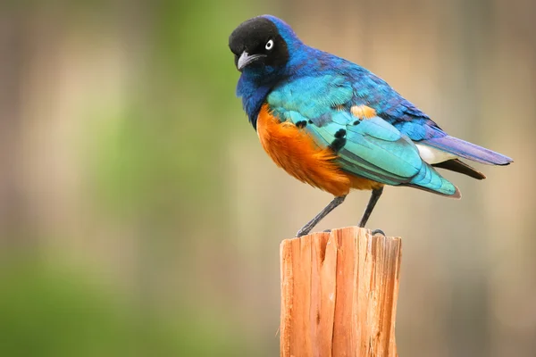 Colorido soberbo Starling na madeira, Samburu, Quênia — Fotografia de Stock