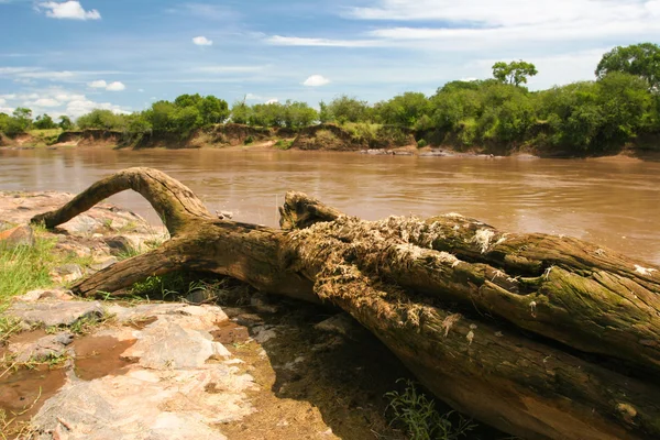 Marabut rzeka — Zdjęcie stockowe